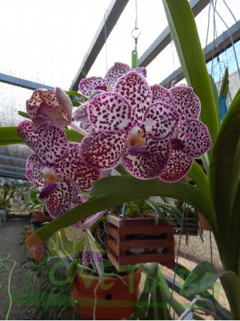 Ванда (Vanda kulwadee fragrance)